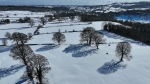 snow, trees, aerial photography, drone, district, filming, winter, summer, autumn, spring, aviation